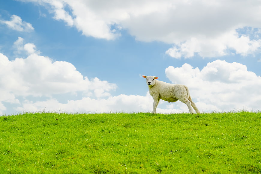 Cute white lamb standing on green grassy hill under blue sky