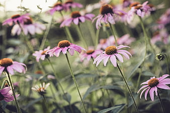 Pink Echinacea Coneflowers Blooming in Summer Garden