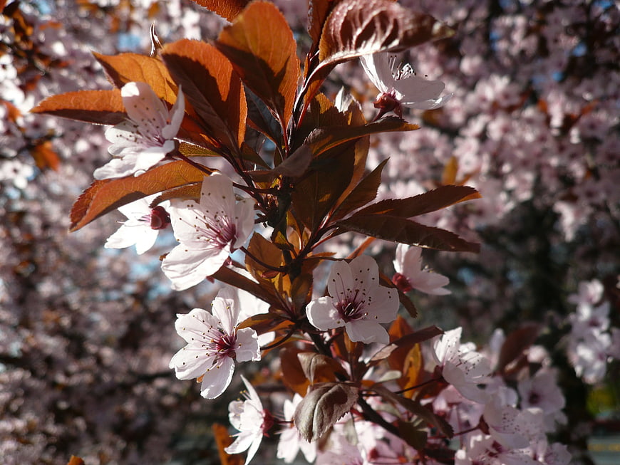 Close-up of white cherry blossoms with maroon leaves