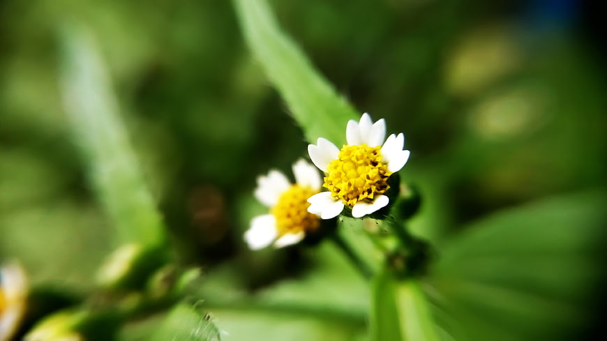 Close-up of white and yellow wildflowers with blurred green background