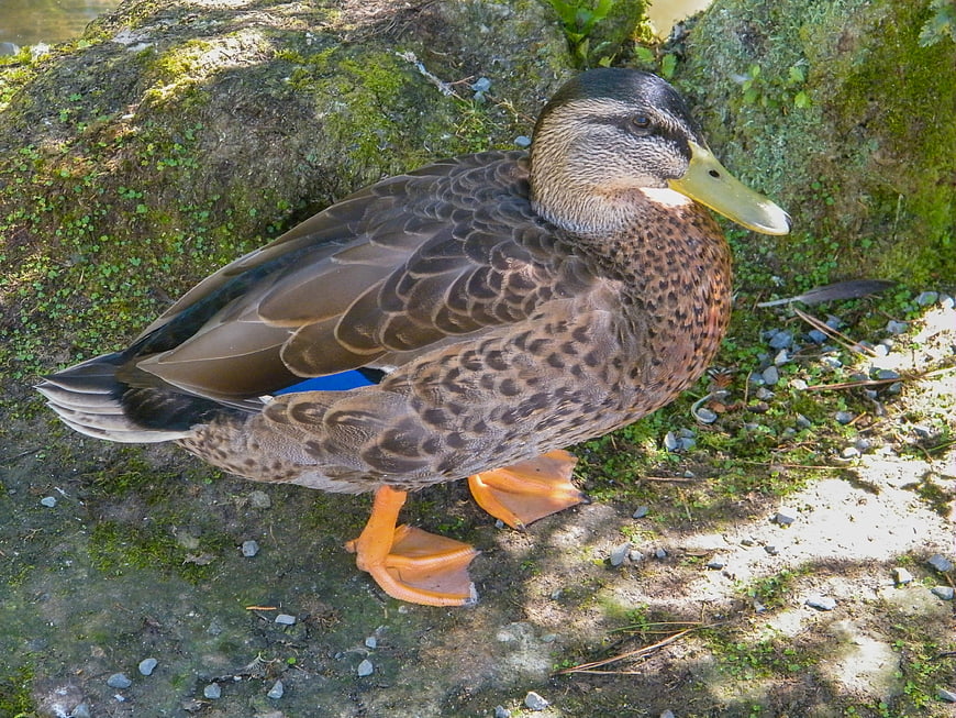Female Mallard Duck Standing on Mossy Rock