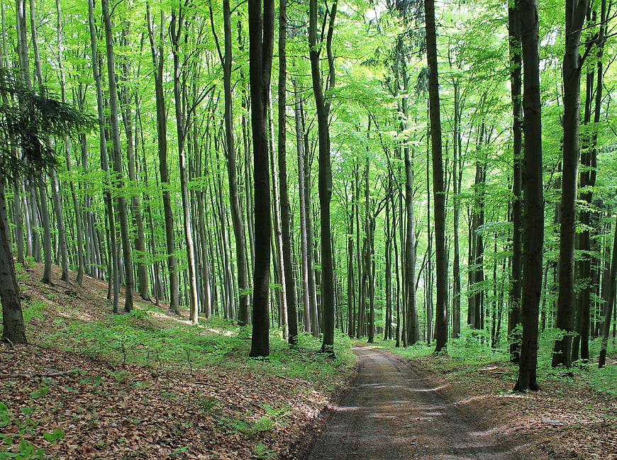 Dirt path winding through lush green deciduous forest in summer