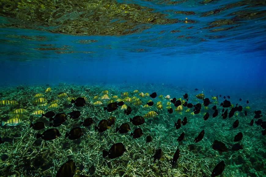 Underwater School of Tropical Fish on Coral Reef