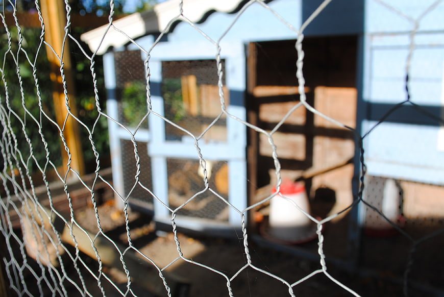 Chicken coop behind wire mesh fence in backyard