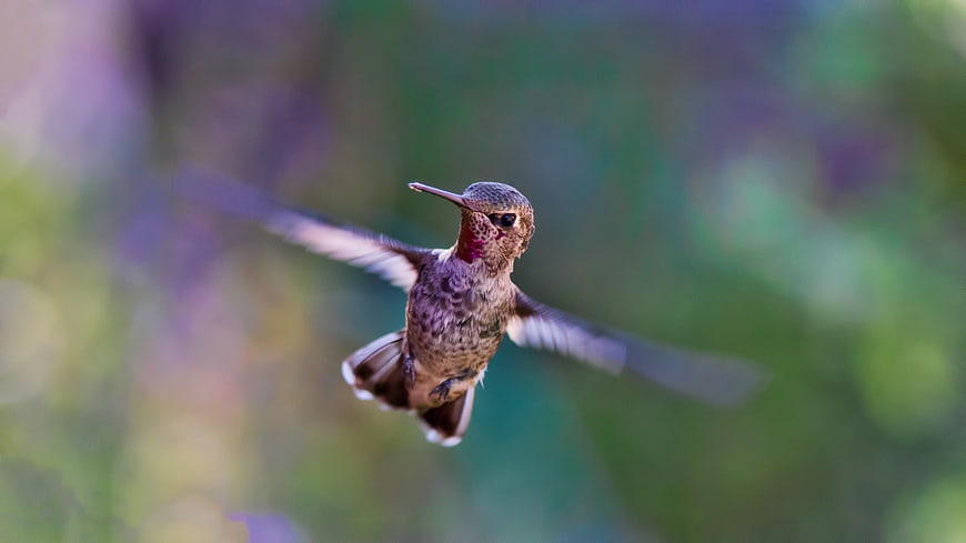 Hummingbird in Flight with Blurred Nature Background