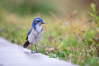 Western Scrub-Jay perched on concrete edge with blurred nature background