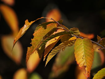 Close-up of yellow and green autumn leaves on a branch