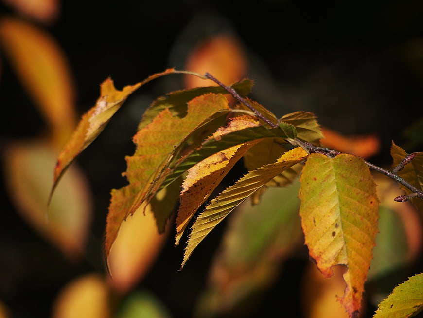 Close-up of yellow and green autumn leaves on a branch