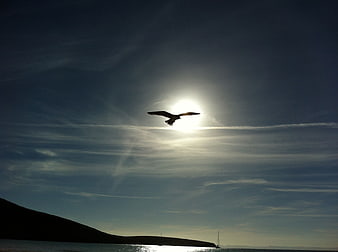 Seagull Silhouette Flying Against Sun Over Sea