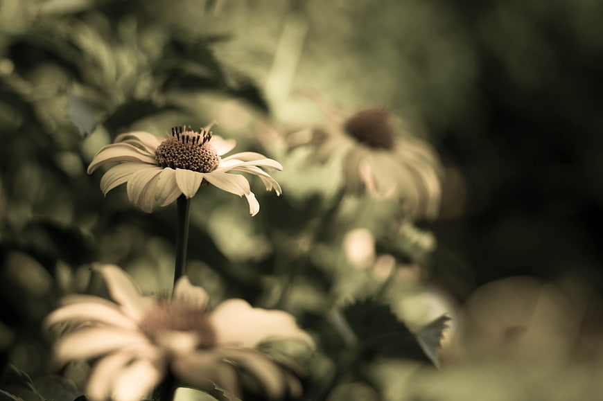 Close-up of white coneflower with soft green bokeh background