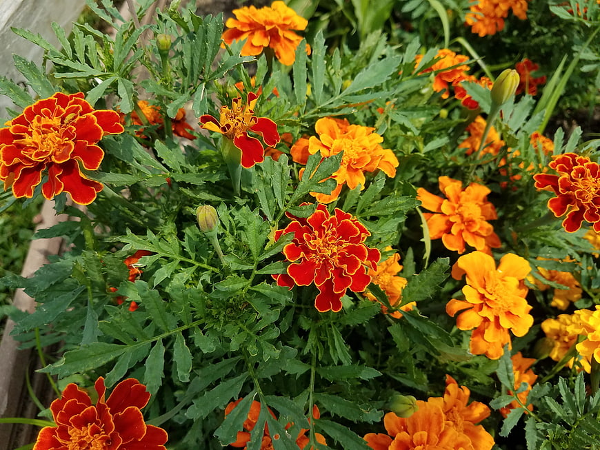 Vibrant Orange and Red Marigold Flowers in Garden
