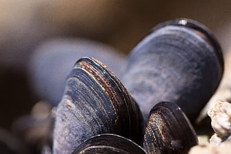 Close-up of black mussels on a rocky surface