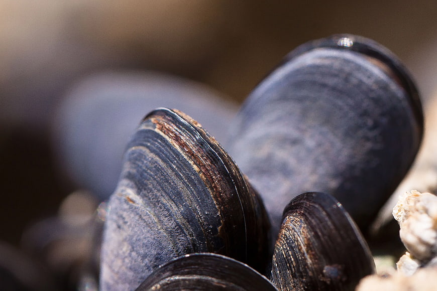Close-up of black mussels on a rocky surface