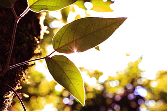 Sunlit Green Leaves with Bokeh Background