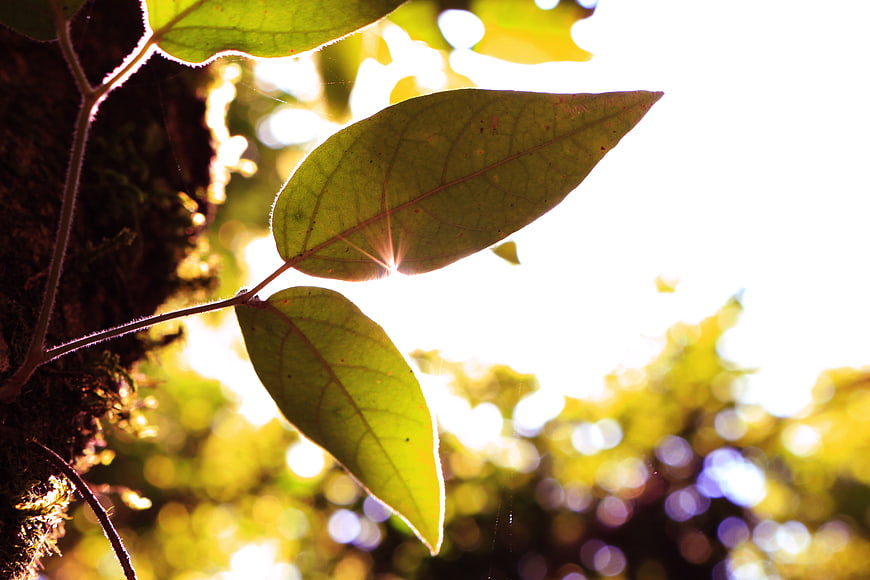 Sunlit Green Leaves with Bokeh Background