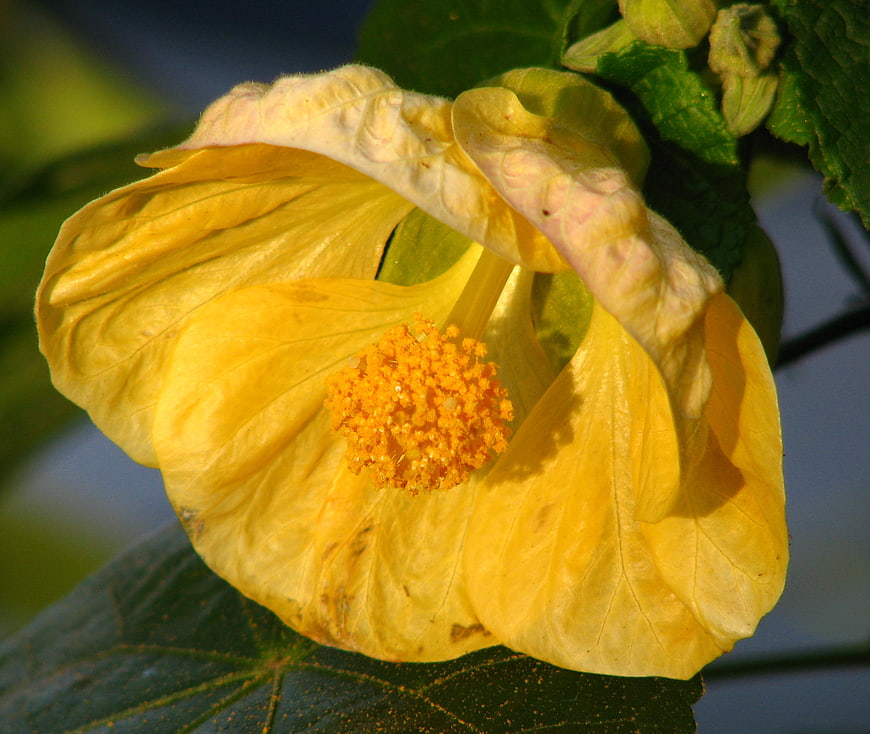 Close-up of a yellow hibiscus flower with detailed stamen