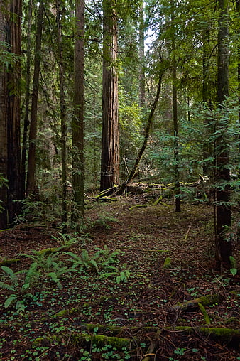 Mossy Redwood Forest Floor with Ferns and Tall Trees