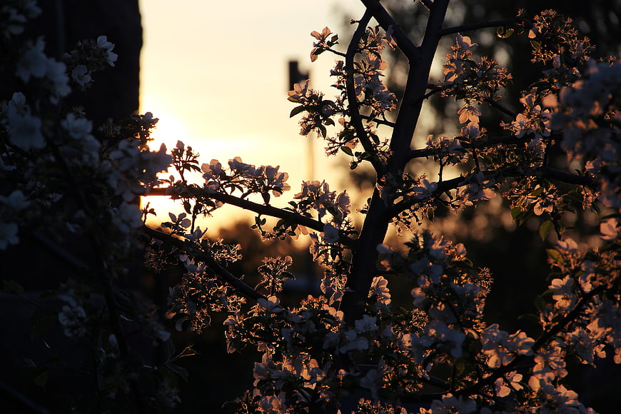 Backlit Apple Blossoms at Golden Hour Sunset