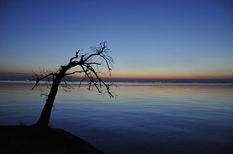 Silhouette of bare tree by lake at twilight