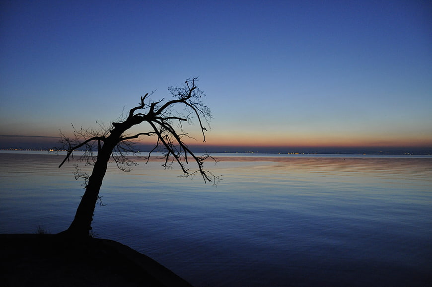 Silhouette of bare tree by lake at twilight