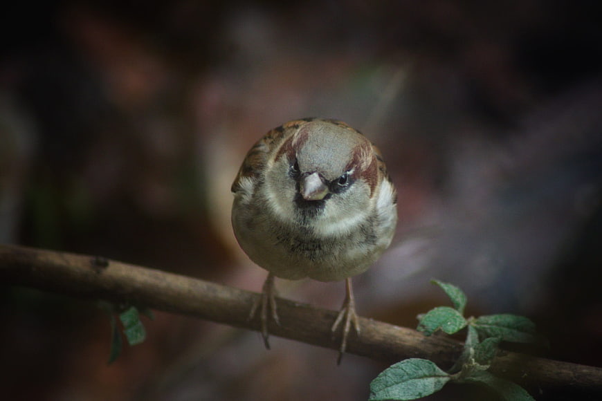 Close-up of a House Sparrow Perched on a Branch