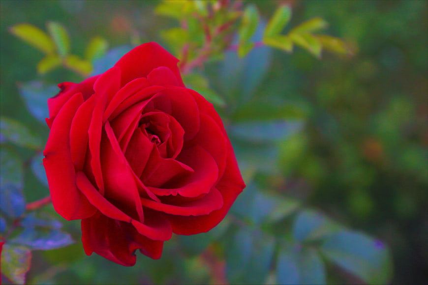 Close-up of a vibrant red rose with blurred green background