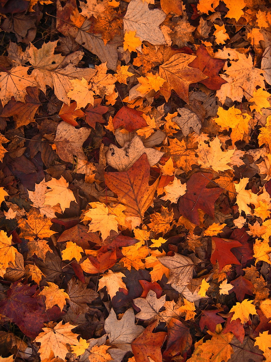 Top View of Colorful Autumn Maple Leaves on Forest Floor