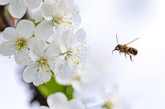 Honeybee Flying Towards White Cherry Blossoms in Spring