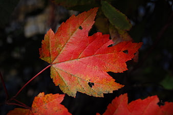 Close-up of vibrant red maple leaf in autumn