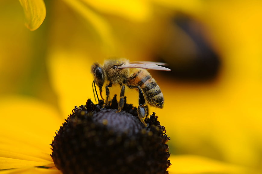 Close-up of Honey Bee Pollinating Yellow Flower