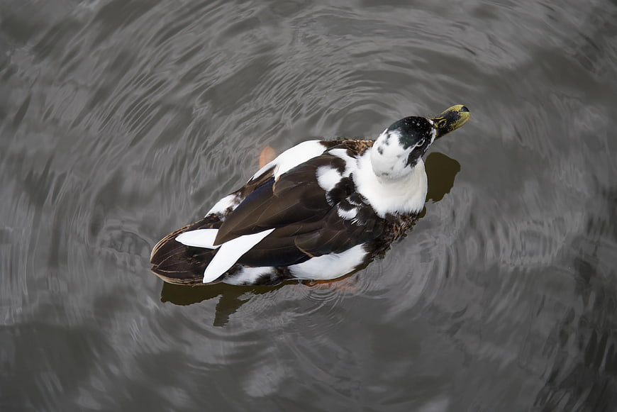 High Angle View of Brown and White Duck Swimming in Water