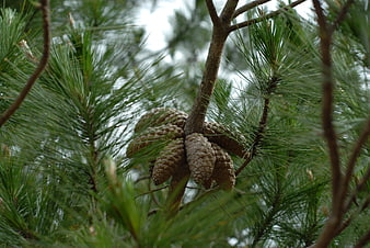Close-up of Pine Cones Hanging on a Branch