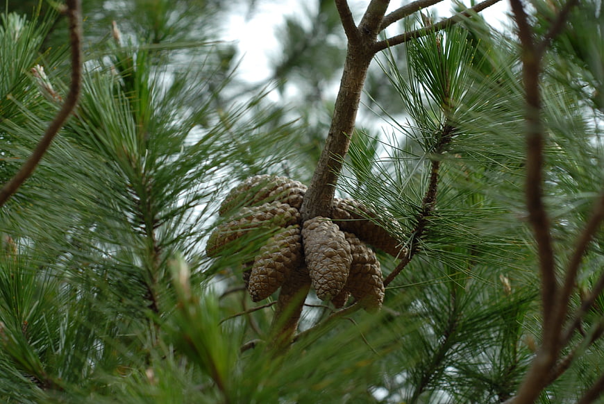 Close-up of Pine Cones Hanging on a Branch
