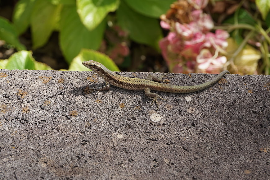 Small Lizard Resting on Textured Concrete Wall