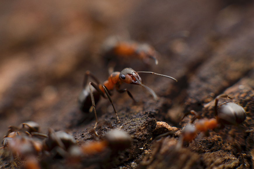 Macro Close-Up of Red Wood Ants on Bark