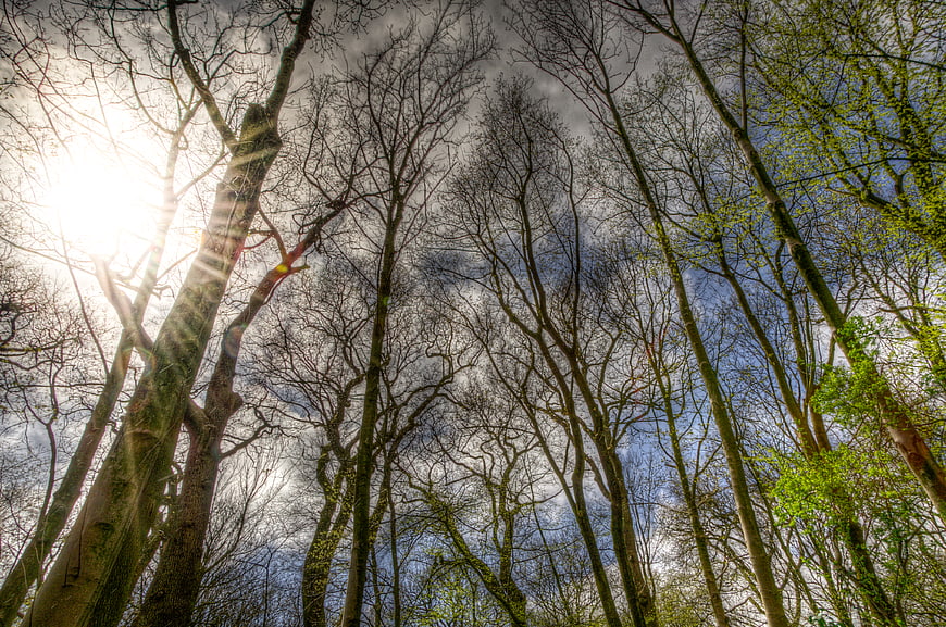 Low angle view of tall trees with sunlight and blue sky