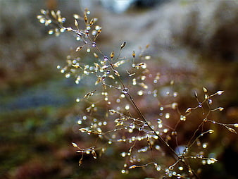 Close-up of delicate grass seed heads with dew drops