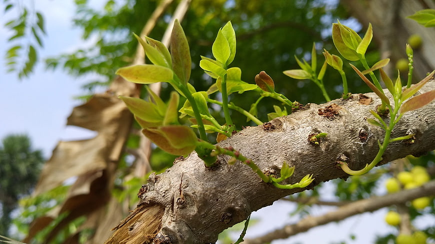 Fresh green leaves sprouting from a textured tree branch