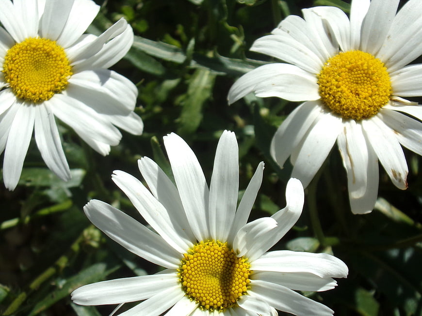 Close-up of three white daisies with yellow centers in sunlight