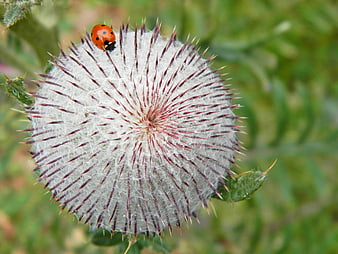 Ladybug on a Spiky Thistle Seed Head