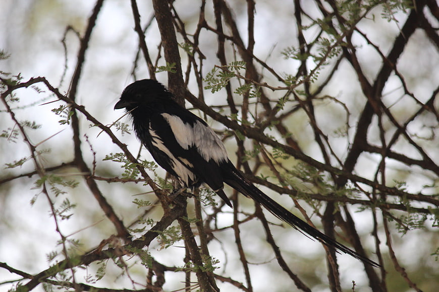 Black-shouldered kite perched on thorny branch in nature