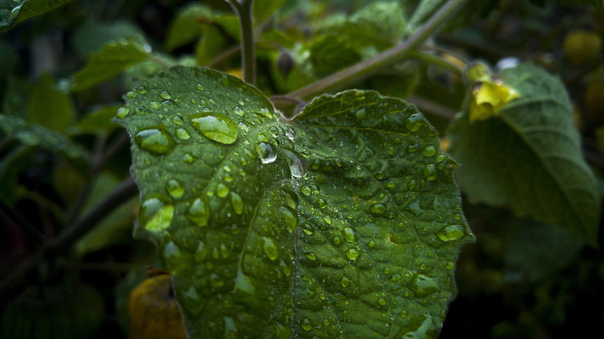 Close-up of green leaf with water droplets