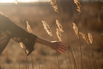 Woman's hand touching tall dry grass in golden sunlight