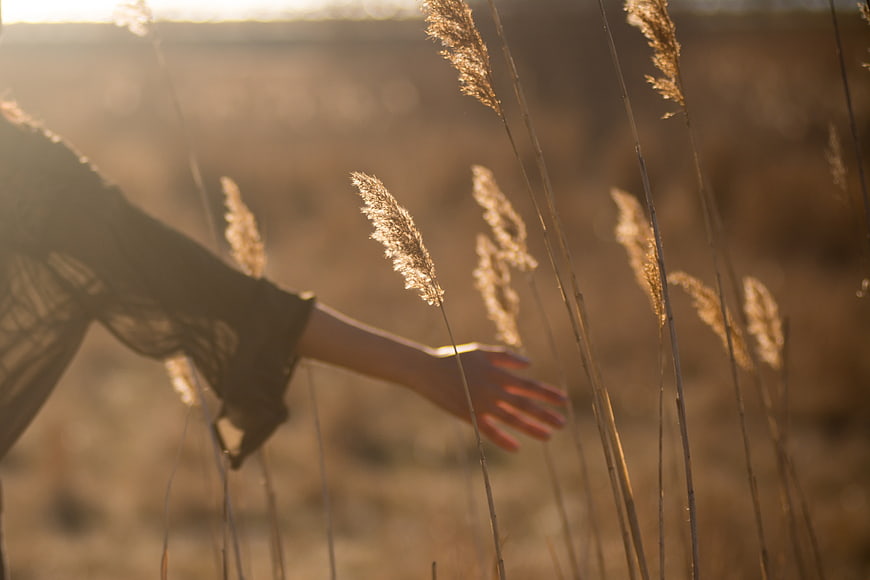 Woman's hand touching tall dry grass in golden sunlight