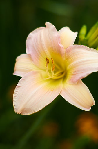 Close-up of a delicate pink and yellow daylily flower