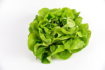 Fresh Green Lettuce Head Isolated On White Background