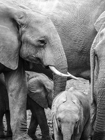 Black and white photo of African elephant herd with baby