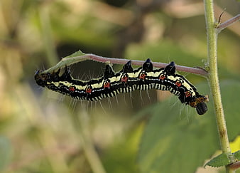 Close-up of Black and Yellow Caterpillar on Plant Stem