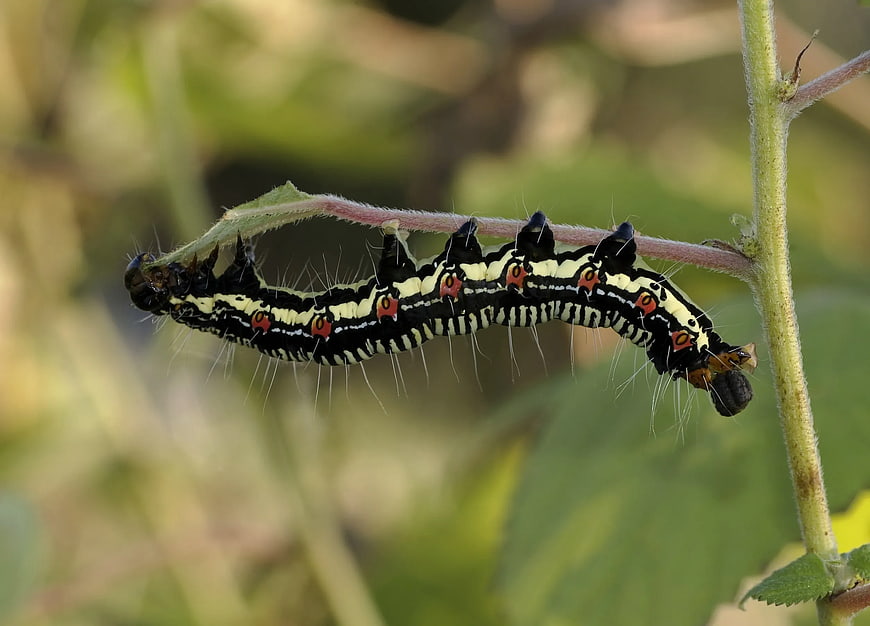 Close-up of Black and Yellow Caterpillar on Plant Stem