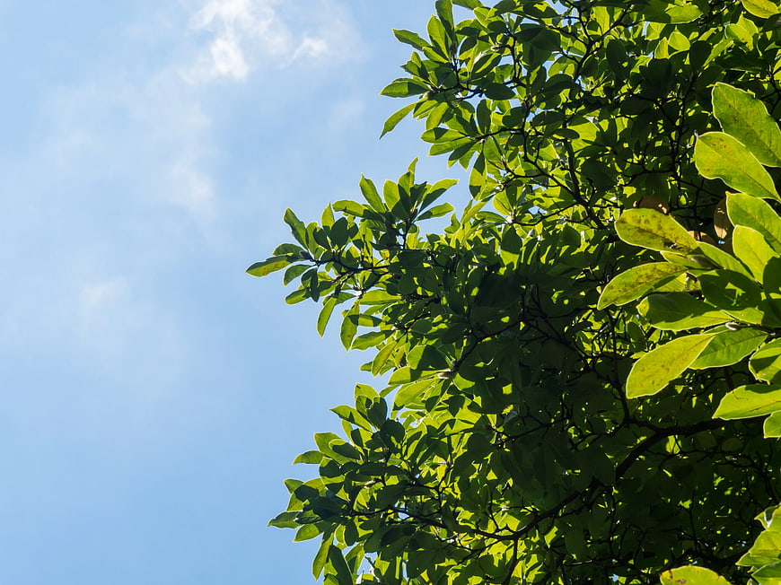 Green Tree Leaves Against Blue Sky Background